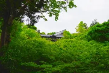 푸른 숲 속에 자리 잡은 숯색의 기와교 및 복도