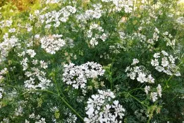 มันดูเหมือนกับ forget me not แต่จริงๆ แล้วคือดอก Sweet Williams
