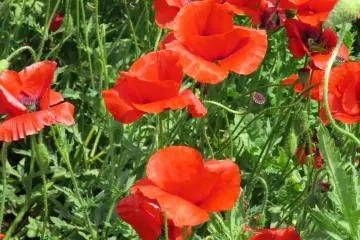 <p>Passionate poppies</p>