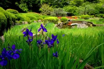 <p>Blue irises on the edge of the pond gardens</p>