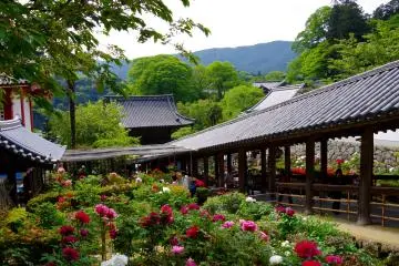 <p>500 kinds of 7000 peonies of white, pink, magenta, and red flowers</p>