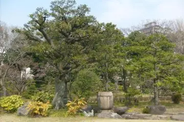<p>Gnarled old trees have plenty of character</p>