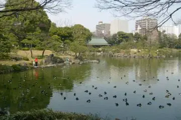 <p>This is where the ducks like to hang out</p>