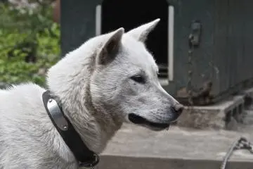 <p>The ever-vigilant watch dog</p>