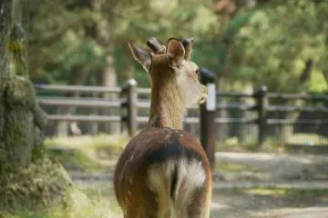 The Deer of Nara Park