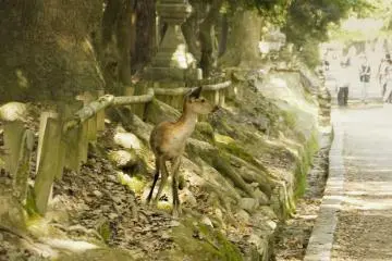 <p>A cute deer in a busy alley.</p>
