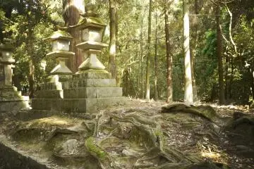 <p>Impressive roots of the oldest trees.&nbsp;</p>