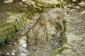 <p>A deer having a refreshing drink in a water stream.&nbsp;</p>