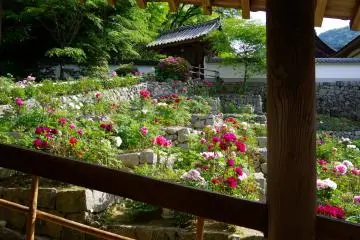 <p>Peony gardens beside roofed passageways to the main hall</p>