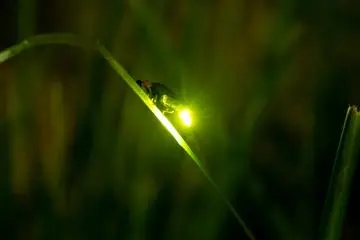 Firefly Viewing in Uji
