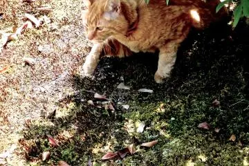 <p>Cat being lazy in temple garden</p>