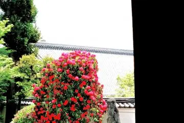 <p>Only in bloom for a few days</p>