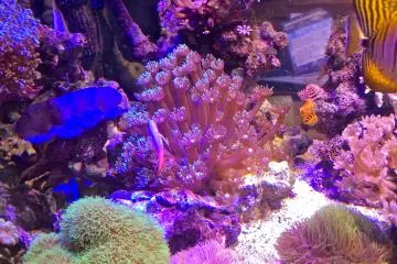 <p>Beautiful fish tank sits at the front counter</p>