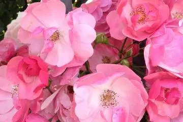<p>Blooming Bright.</p>