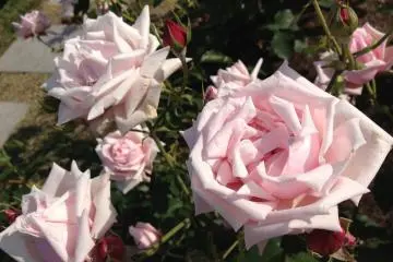 <p>Ring a Ring o' Roses.</p>