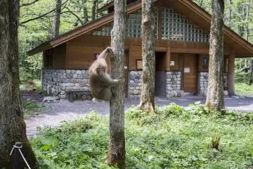 <p>Monkeys like these can be sighted along the nature trail of Kamikochi. This one was feeling a little guarded from visitors.</p>