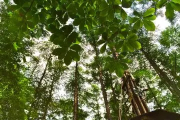 Live in the moment. Soak in the serenity of the forest before you have to head back to the concrete jungle.