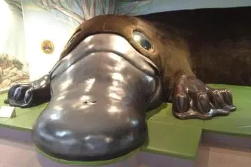 Yokkaichi's Platypus Pavilion