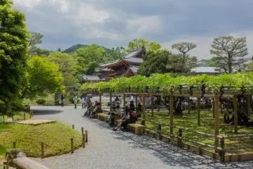 <p>Fujidana Wisteria Trellis (藤棚) in the precincts of Byōdō-in (平等院) in Uji City, Kyoto. I was a little late to see its flowers, I did hear though that it is quite impressive. This wisteria tree is believed to be around 250 years old and blooms from late April to early May. This is a Golden Week favorite for many</p>