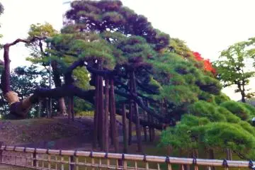 <p>A pine tree more than 300 years old!</p>