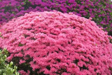 <p>Azalea bushes are arranged in round shapes</p>