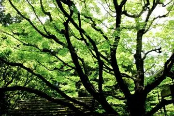 <p>Green, and more green</p>