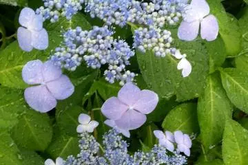 <p>Blue wave hydrangeas are blooming all around the Imperial Palace loop</p>