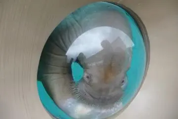 Walrus playing peek-a-boo through a window -- Fureai Lagoon