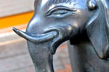 The elephant