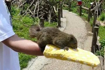 <p>The squirrel will leap onto your hand in search of food. You need the mittens, because they dig their claws in when they land.</p>