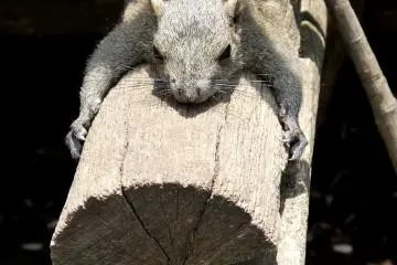 <p>Sunbathing on a log</p>