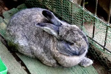 <p>The rabbits were all asleep</p>