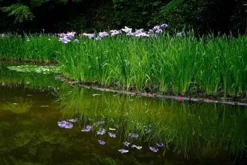 <p>Iris reflection</p>