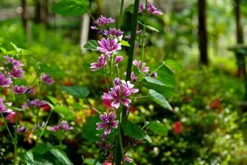 <p>There are many kinds of tiny flowers in the garden</p>