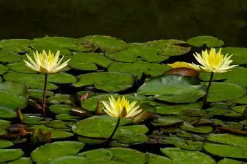 <p>Yellow water lilies in June</p>