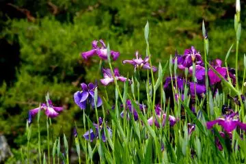 <p>These iris blossom in June</p>