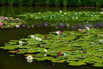 <p>Pond in Shin-en Garden</p>