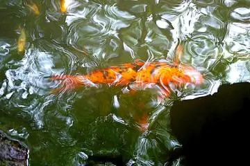 <p>Orange koi glides beneath a rippled surface</p>