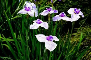 <p>If you like irises you will certainly enjoy the range of different colors and types</p>
