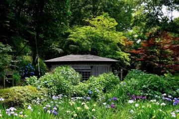 <p>Irises in front of the small mill house</p>