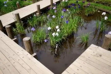 <p>Parts of the pond have wooden walkways to better enjoy the water gardens</p>