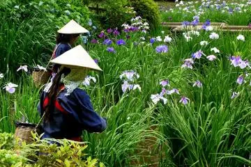 <p>I suppose they are removing spent blooms</p>