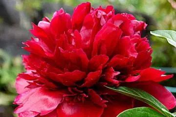 <p>Double red peony</p>