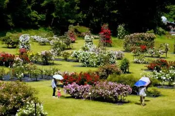 <p>Since roses thrive in full sun, parasols are a good idea!</p>