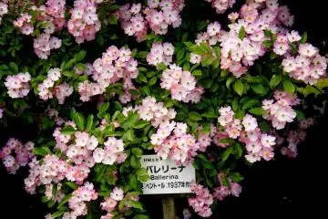 <p>All the rose varieties are labeled in English and Japanese</p>