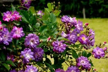 <p>These roses were a wonderful shade of purple &nbsp;</p>