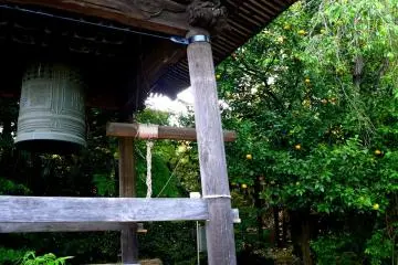 <p>Grapefruit trees stand near the bell tower</p>