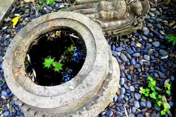 Small water basin that looks like a coiled dragon