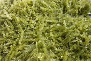 <p>Umi budou &ndash; Sea Grapes</p>