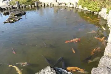 Kolam ikan koi pada musim semi. Pada waktu-waktu tertentu mereka akan melompat keluar dari air!